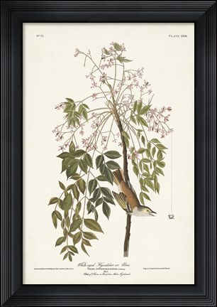 Framed Pl. 63 White-eyed Flycatcher Print