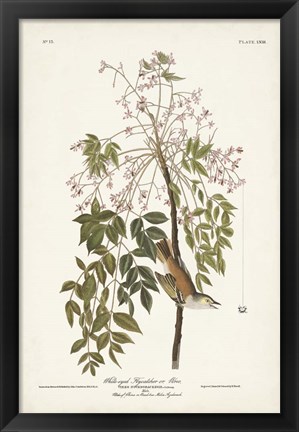 Framed Pl. 63 White-eyed Flycatcher Print