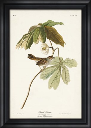Framed Pl. 64 Swamp Sparrow Print