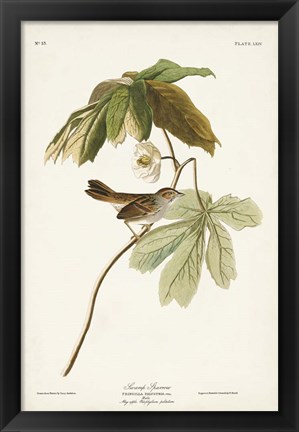 Framed Pl. 64 Swamp Sparrow Print