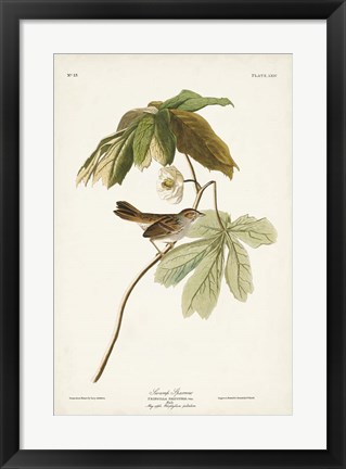 Framed Pl. 64 Swamp Sparrow Print