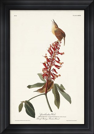 Framed Pl. 78 Great Carolina Wren Print
