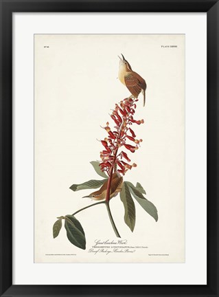 Framed Pl. 78 Great Carolina Wren Print