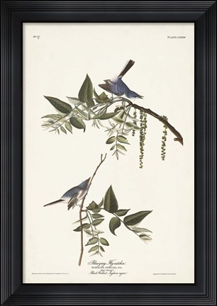 Framed Pl. 84 Bluegrey Flycatcher Print