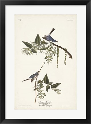 Framed Pl. 84 Bluegrey Flycatcher Print