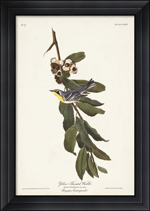 Framed Pl. 85 Yellow-throated Warbler Print