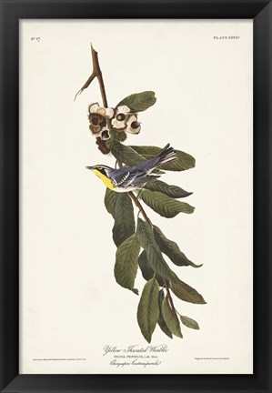 Framed Pl. 85 Yellow-throated Warbler Print