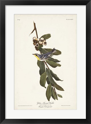 Framed Pl. 85 Yellow-throated Warbler Print