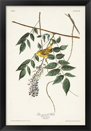 Framed Pl. 95 Blue-eyed Yellow Warbler Print