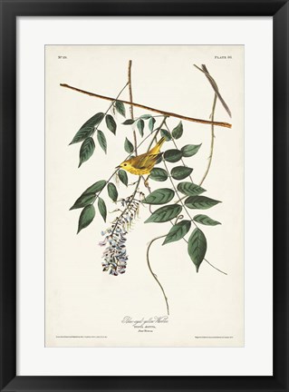 Framed Pl. 95 Blue-eyed Yellow Warbler Print