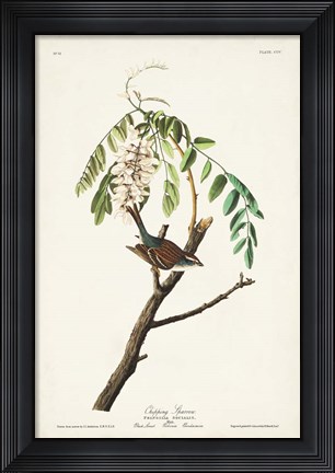 Framed Pl. 104 Chipping Sparrow Print