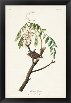 Framed Pl. 104 Chipping Sparrow Print