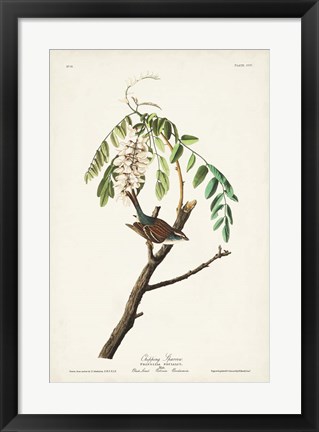 Framed Pl. 104 Chipping Sparrow Print