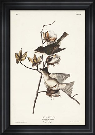Framed Pl. 120 Pewit Flycatcher Print