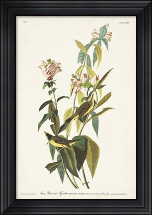 Framed Pl. 124 Green Black-capt Flycatcher Print