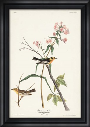 Framed Pl. 135 Blackburnian Warbler Print