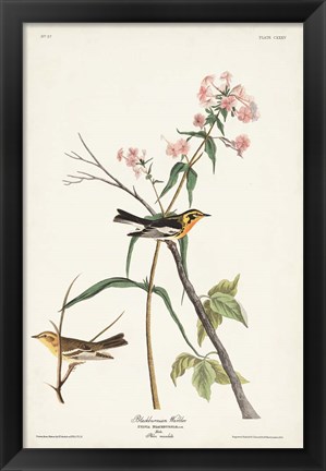 Framed Pl. 135 Blackburnian Warbler Print