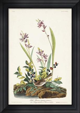 Framed Pl. 139 Field Sparrow Print