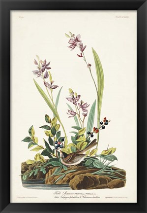 Framed Pl. 139 Field Sparrow Print