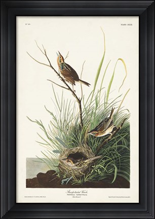 Framed Pl. 149 Sharp-tailed Finch Print
