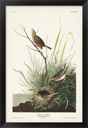 Framed Pl. 149 Sharp-tailed Finch Print