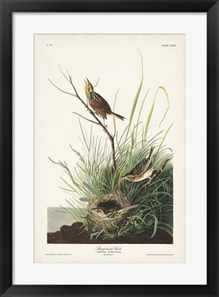 Framed Pl. 149 Sharp-tailed Finch Print