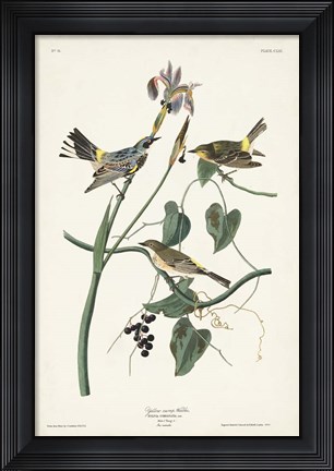Framed Pl. 153 Yellow-rump Warbler Print