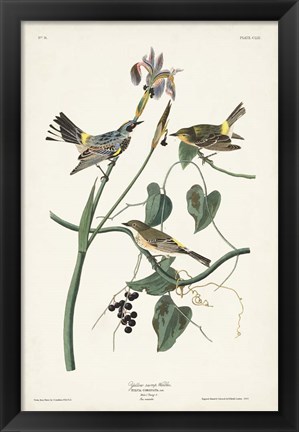 Framed Pl. 153 Yellow-rump Warbler Print