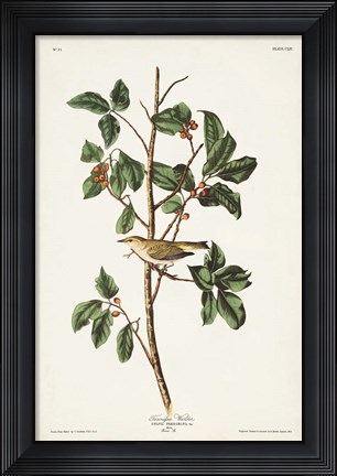 Framed Pl. 154 Tennessee Warbler Print