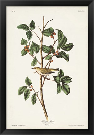 Framed Pl. 154 Tennessee Warbler Print