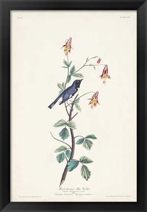 Framed Pl. 155 Black-throated Blue Warbler Print