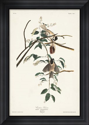 Framed Pl. 160 Carolina Titmouse Print