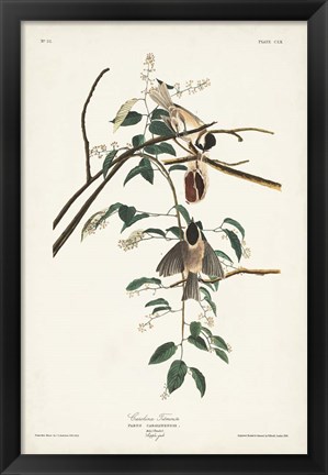 Framed Pl. 160 Carolina Titmouse Print