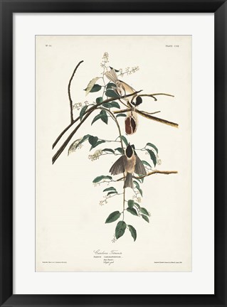 Framed Pl. 160 Carolina Titmouse Print