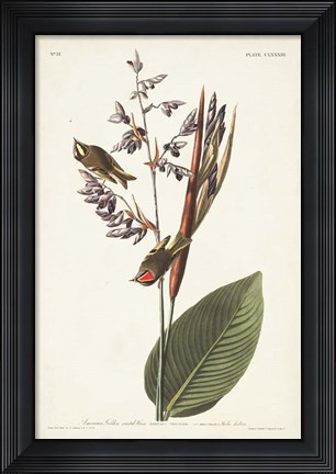 Framed Pl. 183 American Golden-crested Wren Print