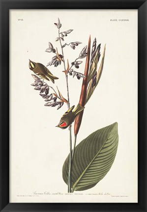 Framed Pl. 183 American Golden-crested Wren Print