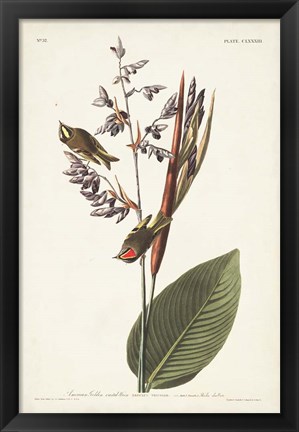 Framed Pl. 183 American Golden-crested Wren Print