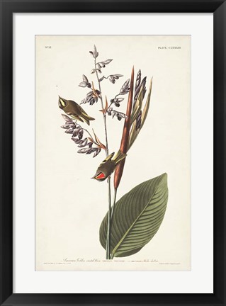 Framed Pl. 183 American Golden-crested Wren Print