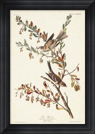 Framed Pl. 188 Tree Sparrow Print