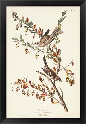 Framed Pl. 188 Tree Sparrow Print