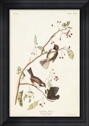 Framed Pl. 194 Canadian Titmouse Print