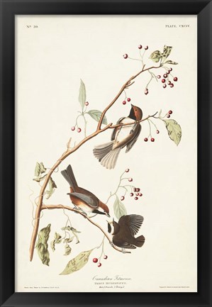 Framed Pl. 194 Canadian Titmouse Print