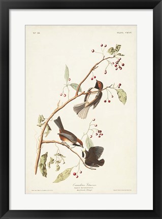 Framed Pl. 194 Canadian Titmouse Print