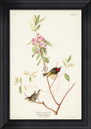 Framed Pl. 195 Ruby-crowned Wren Print
