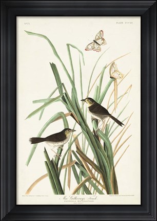 Framed Pl. 355 Mac Gillivray&#39;s Finch Print