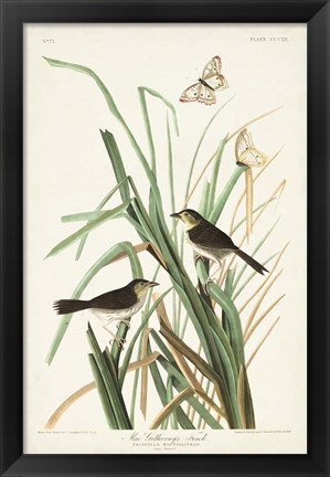 Framed Pl. 355 Mac Gillivray&#39;s Finch Print