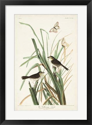 Framed Pl. 355 Mac Gillivray&#39;s Finch Print