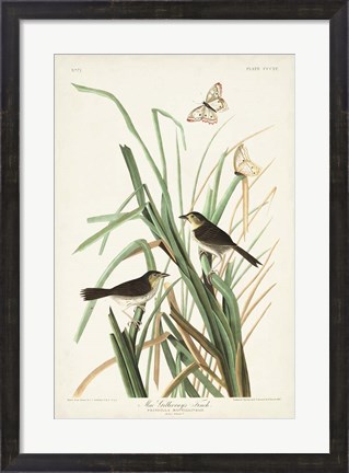 Framed Pl. 355 Mac Gillivray&#39;s Finch Print