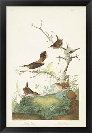 Framed Pl. 360 Winter Wren Print