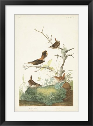 Framed Pl. 360 Winter Wren Print